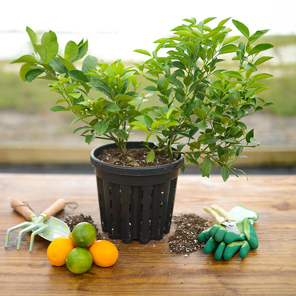 Potted Live Lemon + Key Lime Cocktail Tree