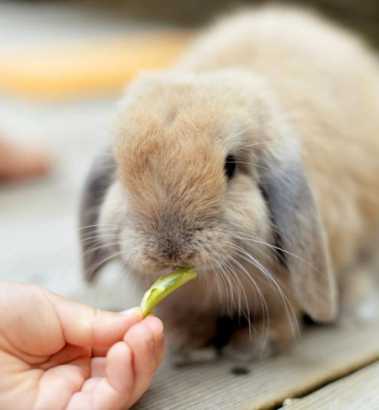 Cadine x Vancouver Rabbit Rescue & Advocacy