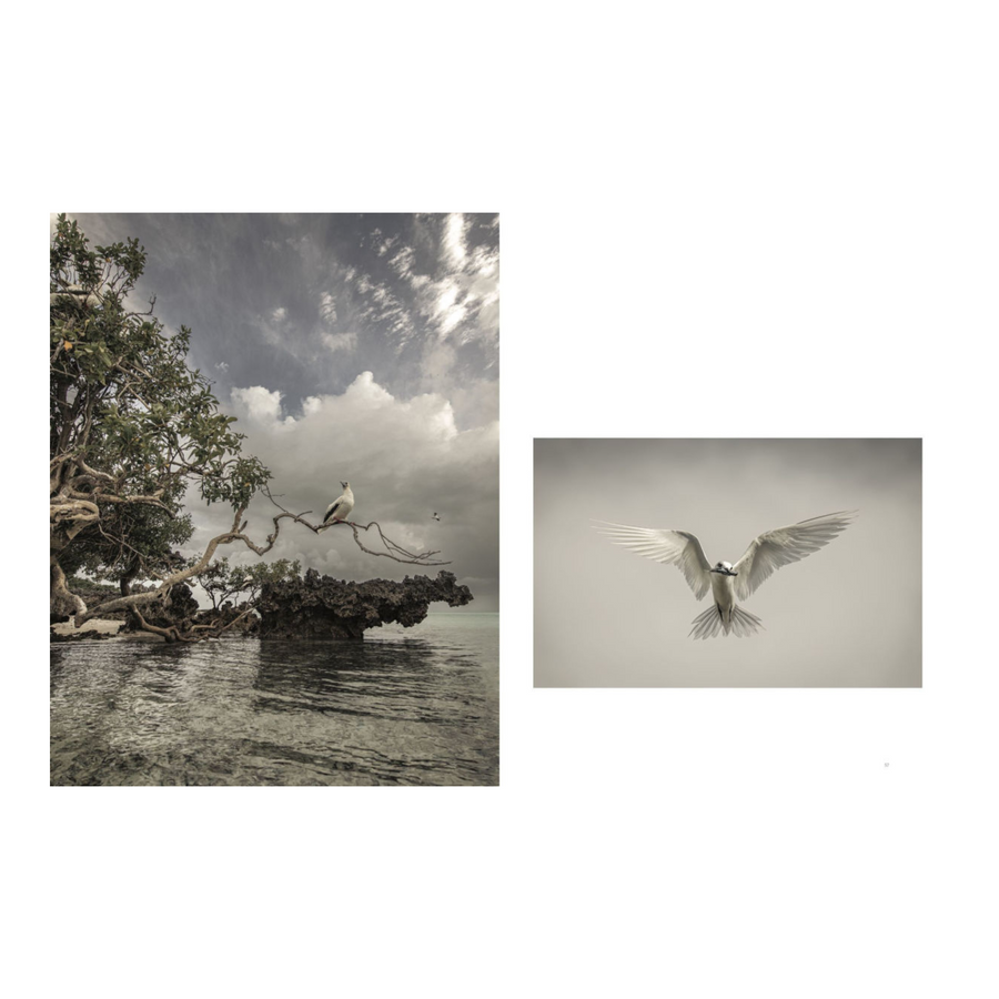 Wild Ocean: A Journey to the Earth's Last Wild Coasts Book