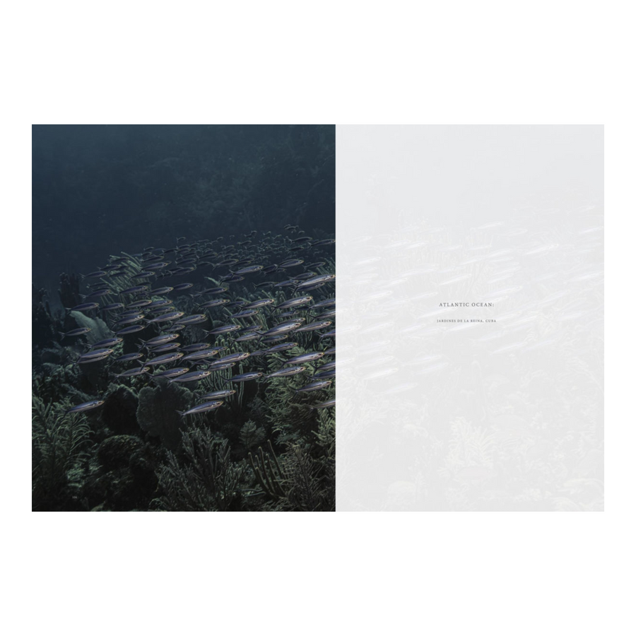 Wild Ocean: A Journey to the Earth's Last Wild Coasts Book