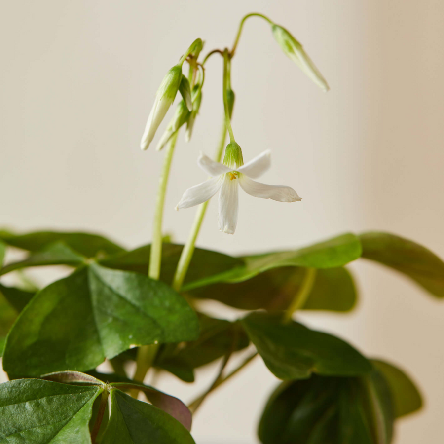 Potted Shamrock (Oxalis) Plant