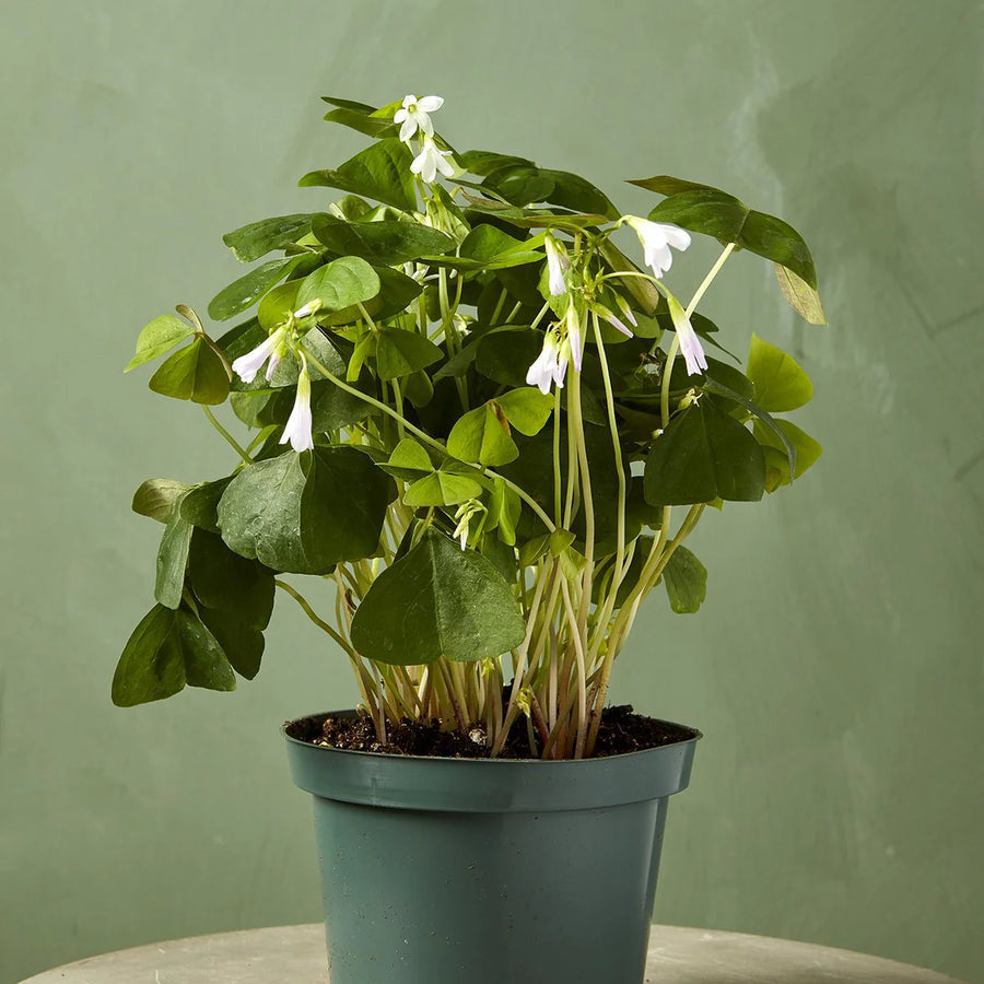 Potted Shamrock (Oxalis) Plant