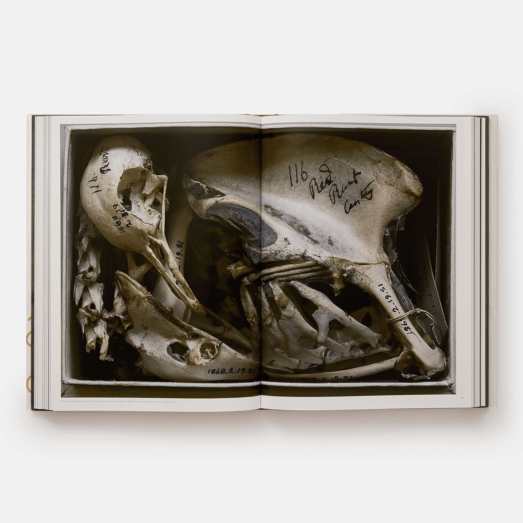 Annie Leibovitz: Portraits 2005-2016 Book – Cadine