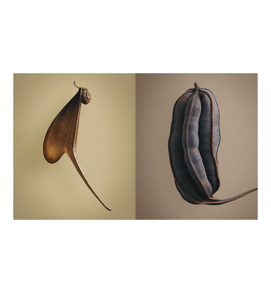 Cadine Book The Hidden Beauty of Seeds & Fruits: The Botanical Photography of Levon Biss Book