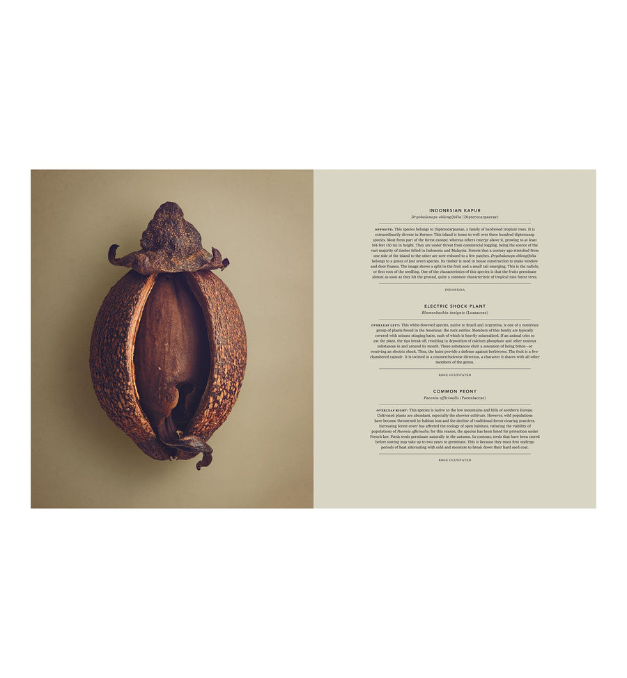 Cadine Book The Hidden Beauty of Seeds & Fruits: The Botanical Photography of Levon Biss Book