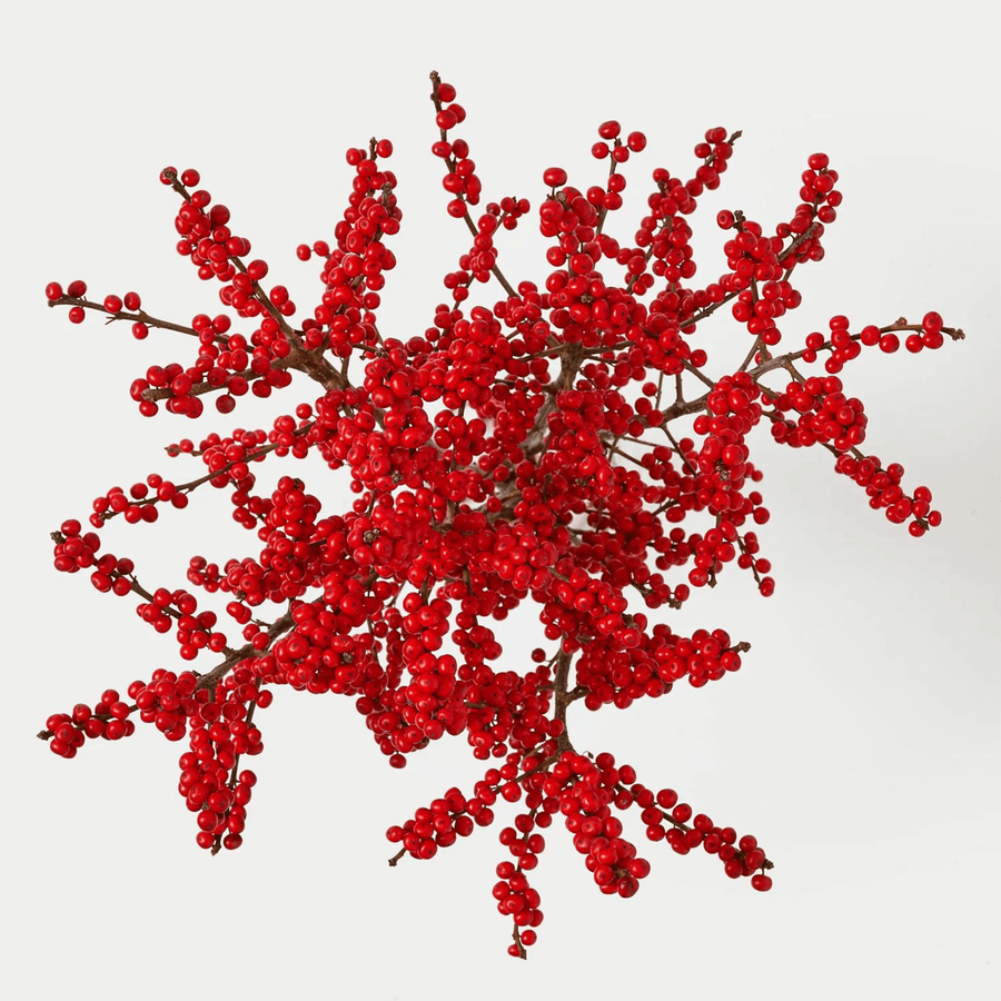 Cadine Flowers Fresh Ilex Berries