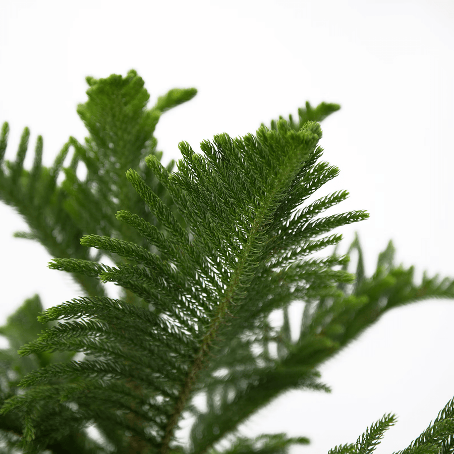 Cadine Flowers Norfolk Pine Tree