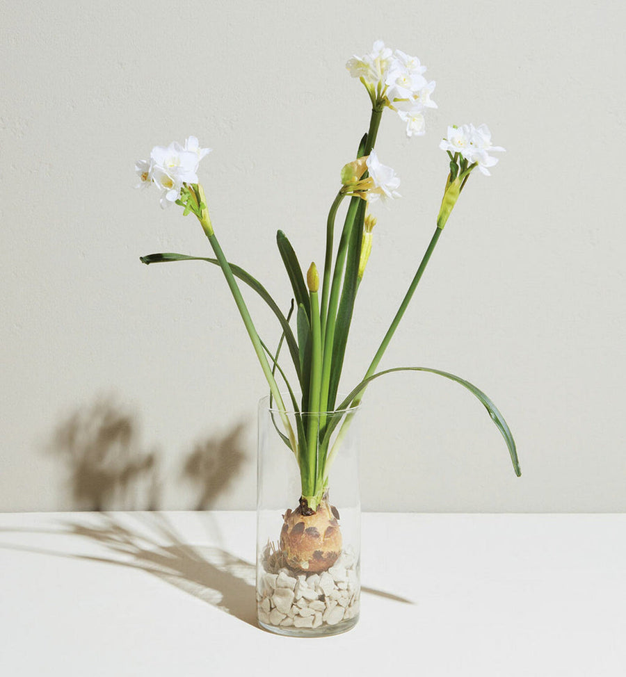 Cadine Flowers Paperwhites in Glass Vase -