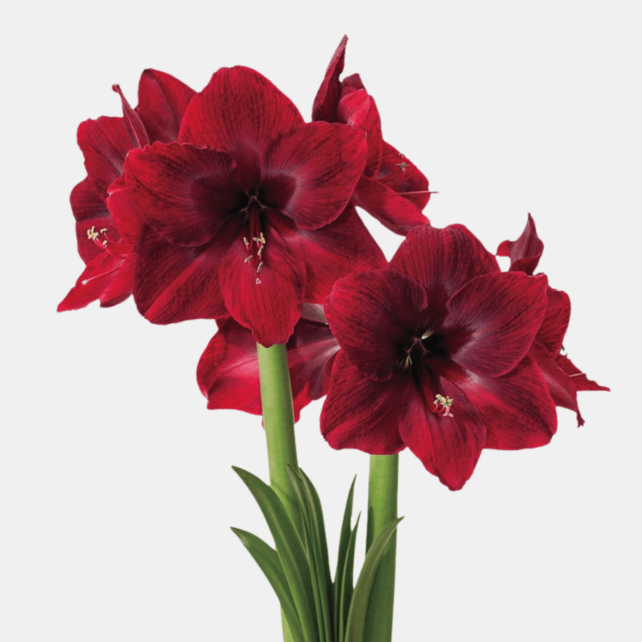 Cadine Flowers Winter Amaryllis in Glass Vase