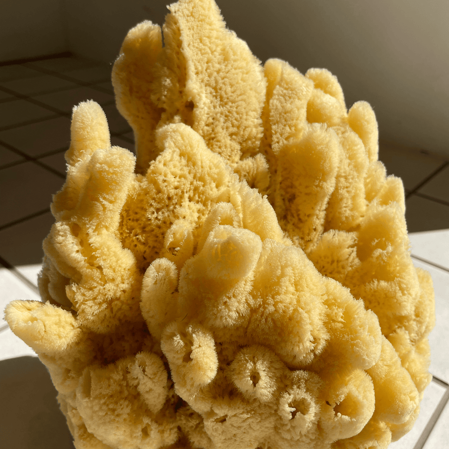 Cadine Home & Garden Mediterranean Sea Sponge