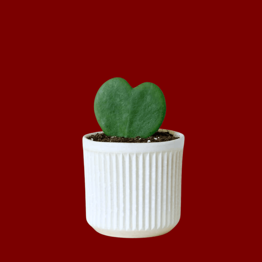 Cadine Plant Potted Hoya Plant - White Planter